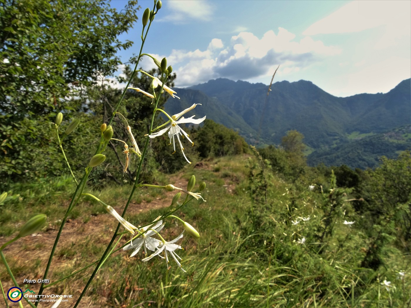 51 Belli questi fiori bianchi di Lilioasfodelo minore ( Anthericum ramosum) che ingentiliscono il sentiero e il paesaggio.JPG